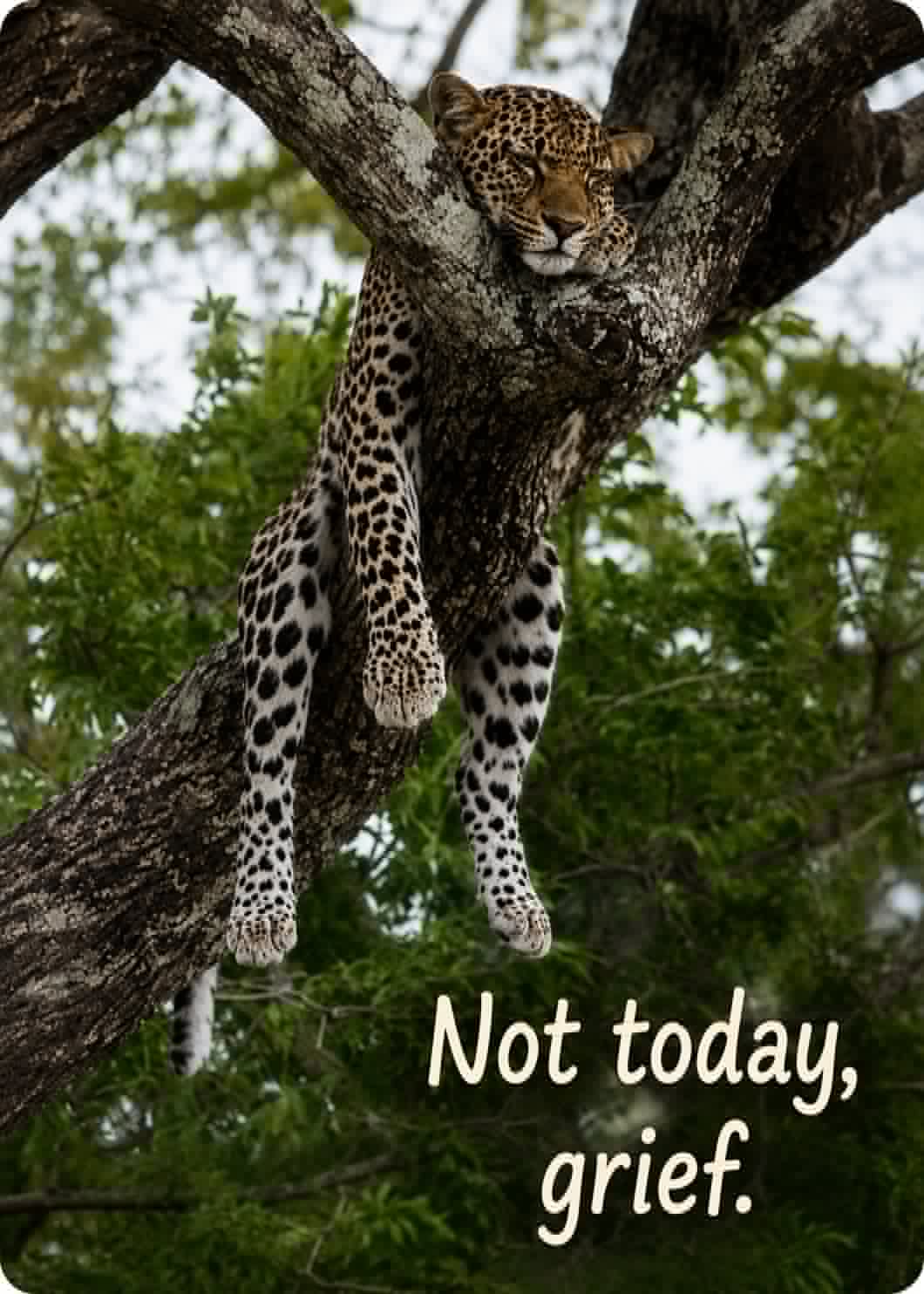 Grief Tuckaways Cards™ Resting Leopard