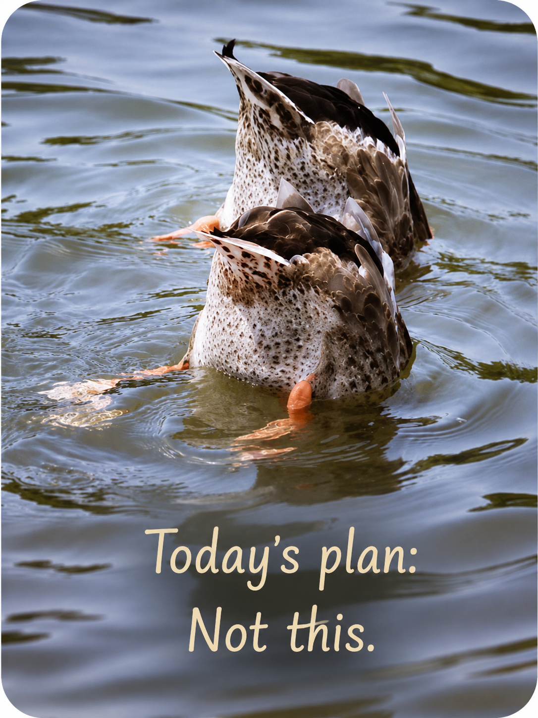 Grief Tuckaways Cards™ Duck Butts
