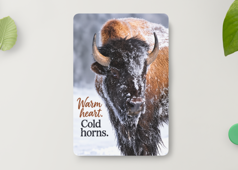 Bison – Warm Heart. Cold Horns. – Magnet