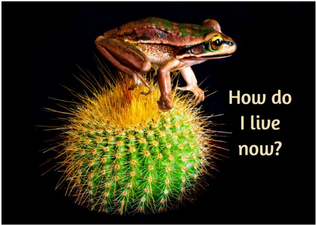 Grief Tuckaways Cards™ Frog on Cactus