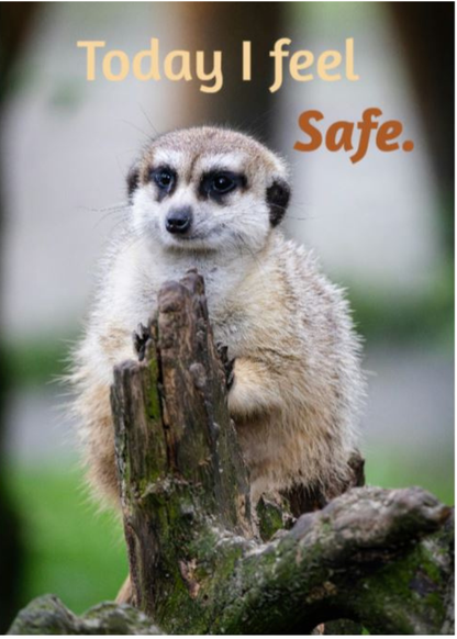 Grief Buddy Cards™ Meerkat