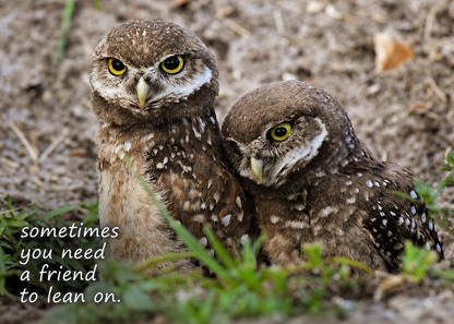 Grief Buddy Cards™ Owl Friends
