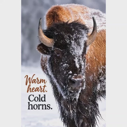 Bison – Warm Heart. Cold Horns. – Magnet