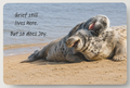 Happy Seals Magnet