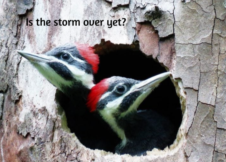 Grief Buddy Cards™ Woodpecker Buddies