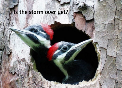 Grief Buddy Cards™ Woodpecker Buddies